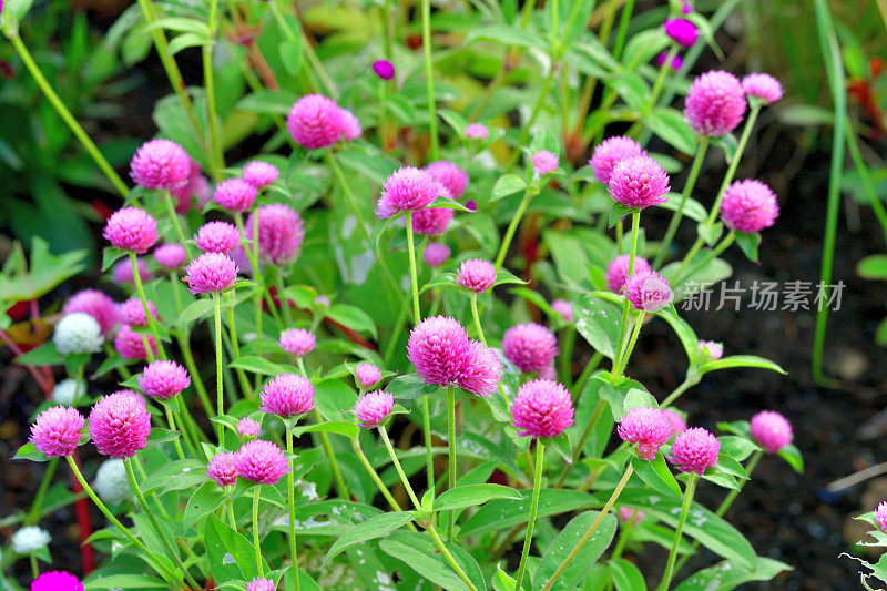 Gomphrena globosa /球形苋菜花